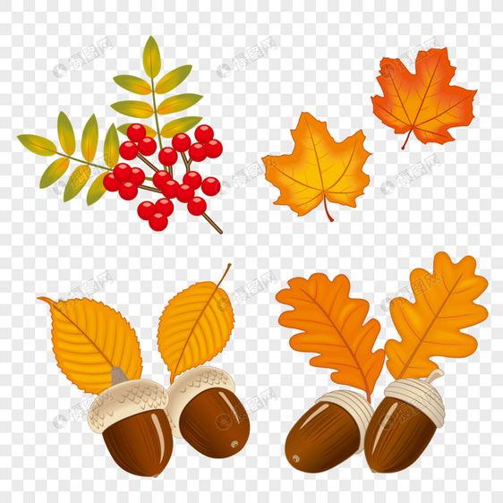 秋季植物果实素材下载图片