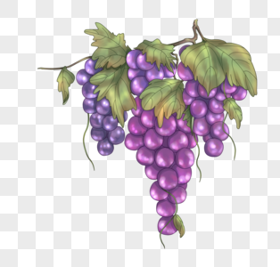 紫葡萄图片
