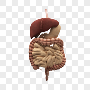 消化系统解剖图去内脏高清图片