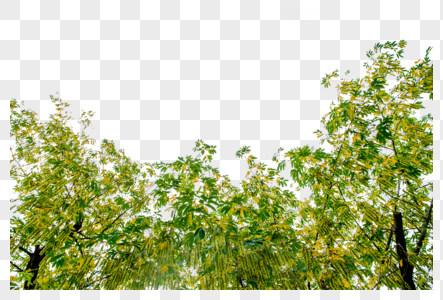 风杨树和它结满果实的种子图片