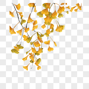 秋天的银杏枝叶图片