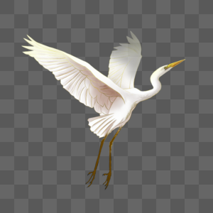 飞翔的白鹭白鹭兰花高清图片