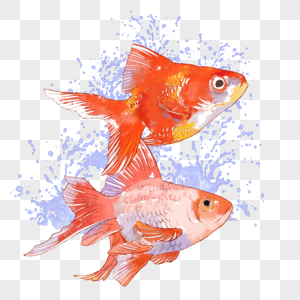 金鱼水彩手绘图片