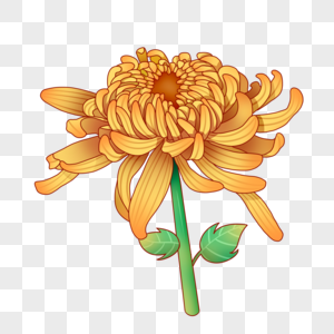 手绘菊花手绘卡通菊花素材