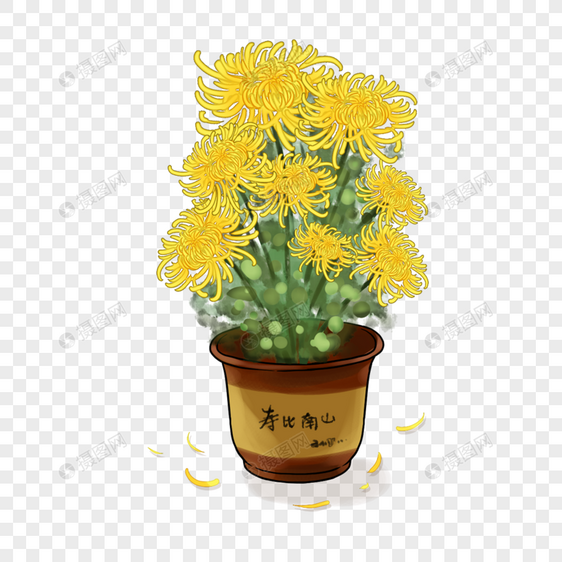 盆栽菊花图片