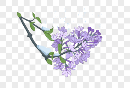 紫色丁香花花朵丁香花高清图片