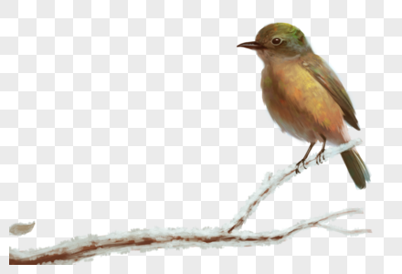 霜降站在枝头的小鸟高清图片