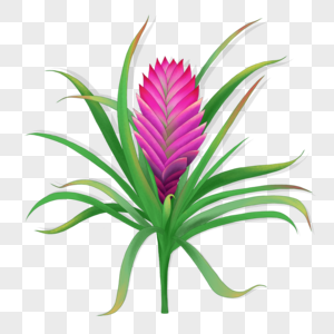 紫凤梨图片素材