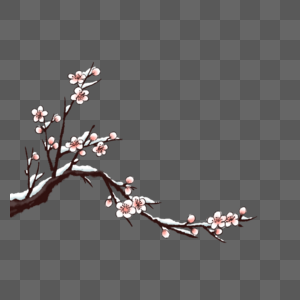 落雪的梅花树枝图片