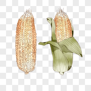 粮食玉米图片
