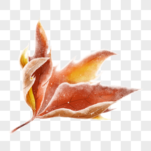 手绘结霜的枫叶图片