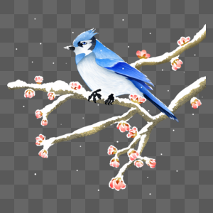 冬天站在梅花树枝上的鸟图片