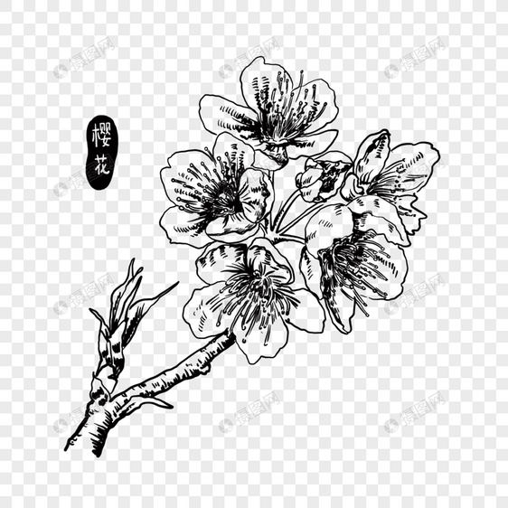 手绘线描樱花图片