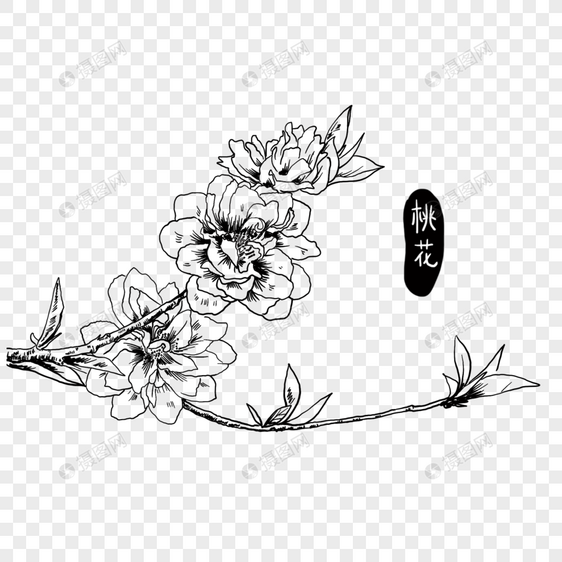 手绘线描桃花图片