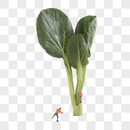 油菜有机蔬菜 小油菜图片