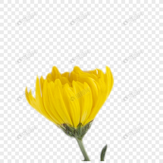 菊花黄色花朵图片