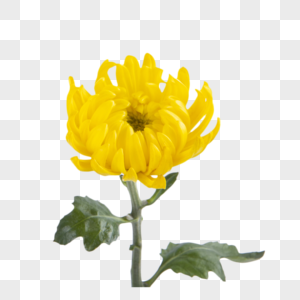 植物花朵黄色菊花图片