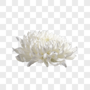 白色菊花花朵图片