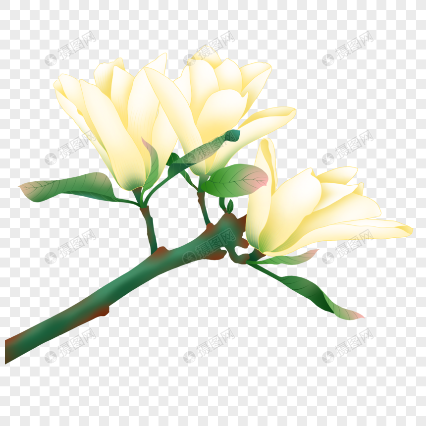 卡通春天白色玉兰花开元素素材下载 正版素材 摄图网 卡通春天白色玉兰花开元素素材下载 正版素材 摄图网