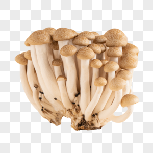 菌菇蟹味菇菌类蟹味菇高清图片