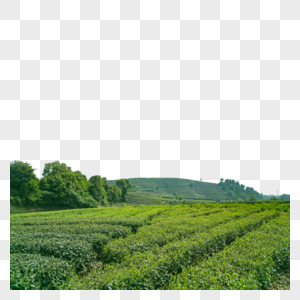 绿茶芽茶图片