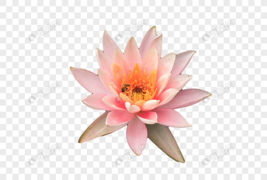 莲花元素素材下载 正版素材 摄图网