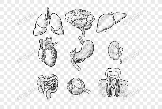 人体素描器官组合图片