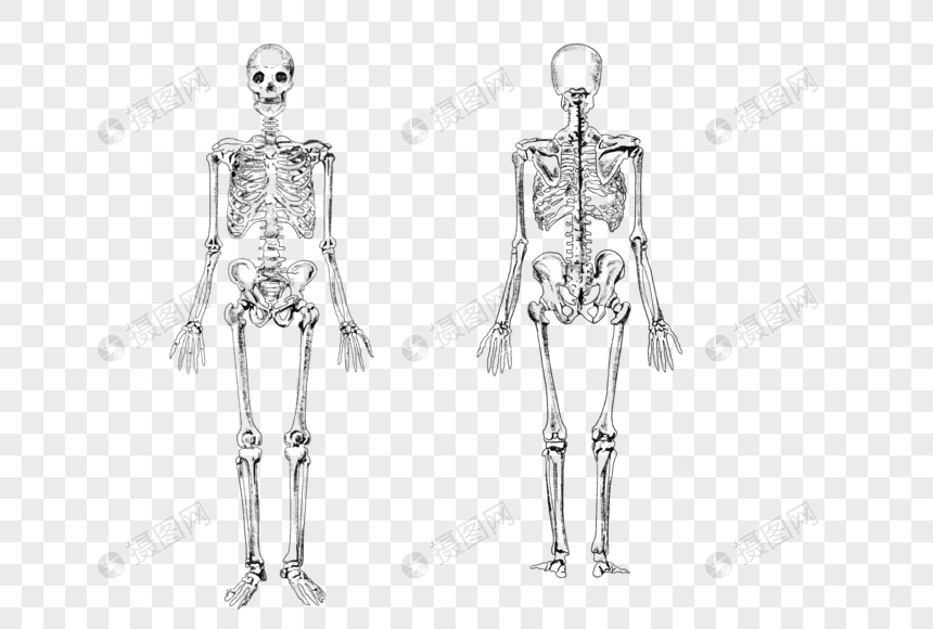 人体素描骨骼素材图片