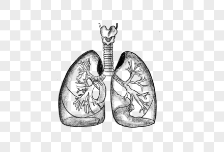 素描人体器官肺部素材高清图片