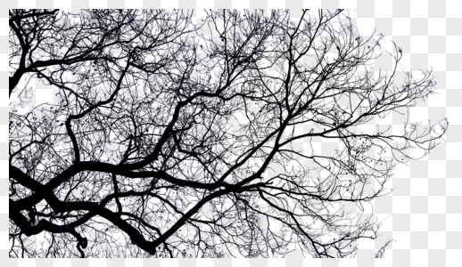 冬天大树枯枝图片