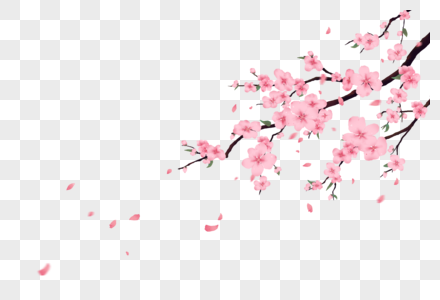 春天桃花开花开满枝头图片