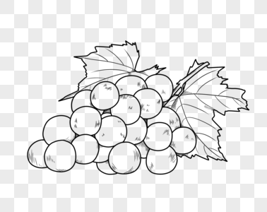 葡萄葡萄黑白高清图片