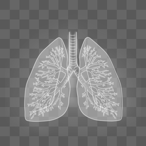 肺部清净肺部高清图片