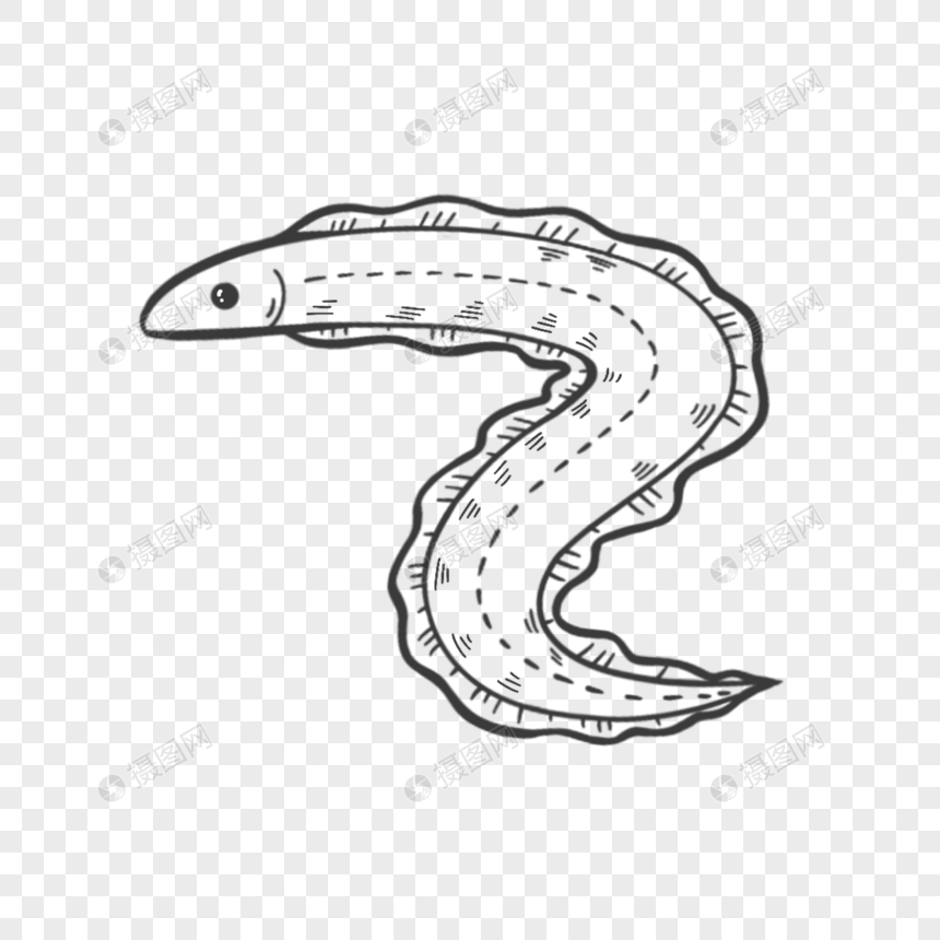 鳗鱼线稿简笔画