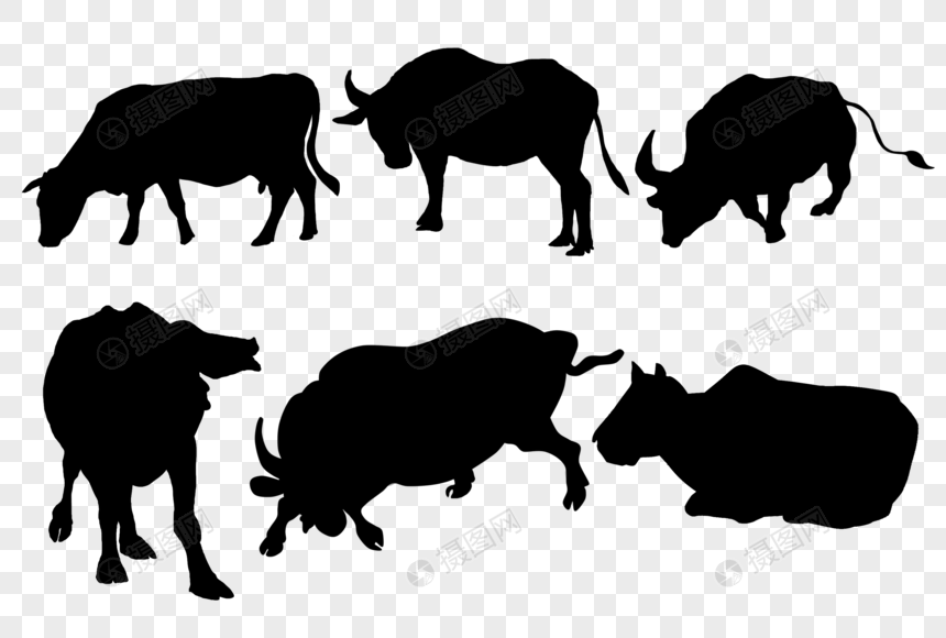 大水牛剪影