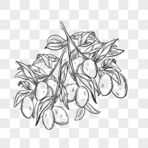 食物水果黑白线条芒果图片素材