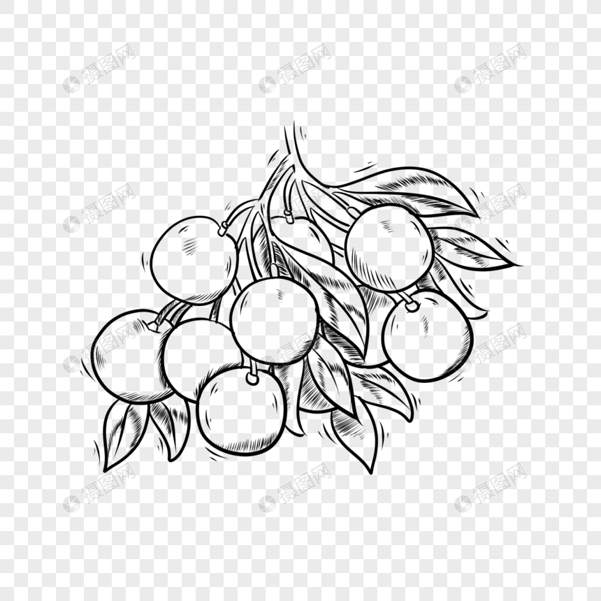 食物黑白线条水果龙眼