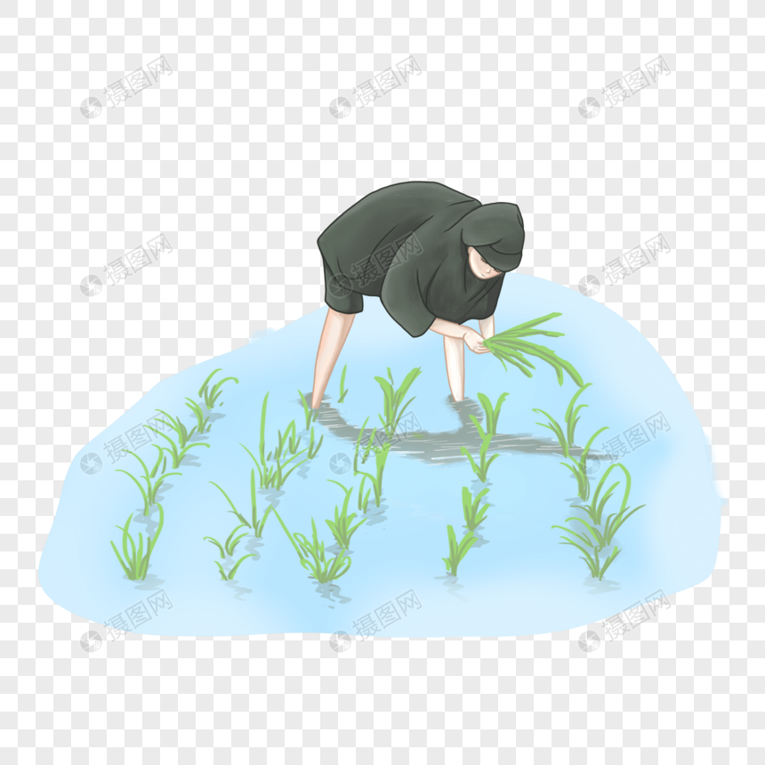 水稻栽插图片