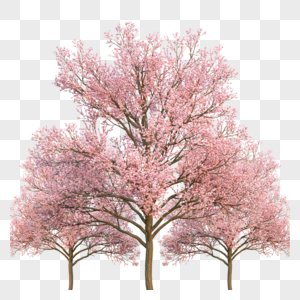 樱花树图片素材