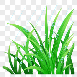 草上的水珠植物草水珠高清图片