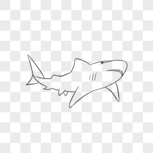 鲨鱼线稿图片