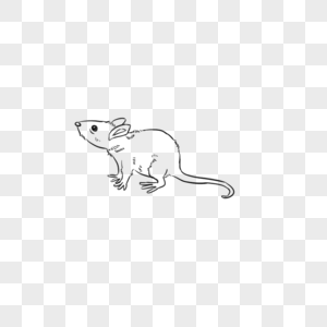 老鼠线稿老鼠简笔画过程高清图片