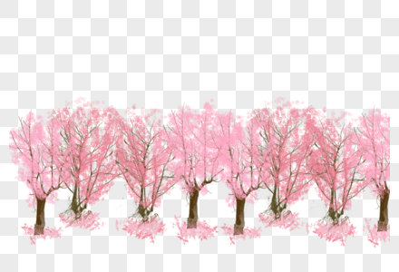 盛开的樱花树林图片