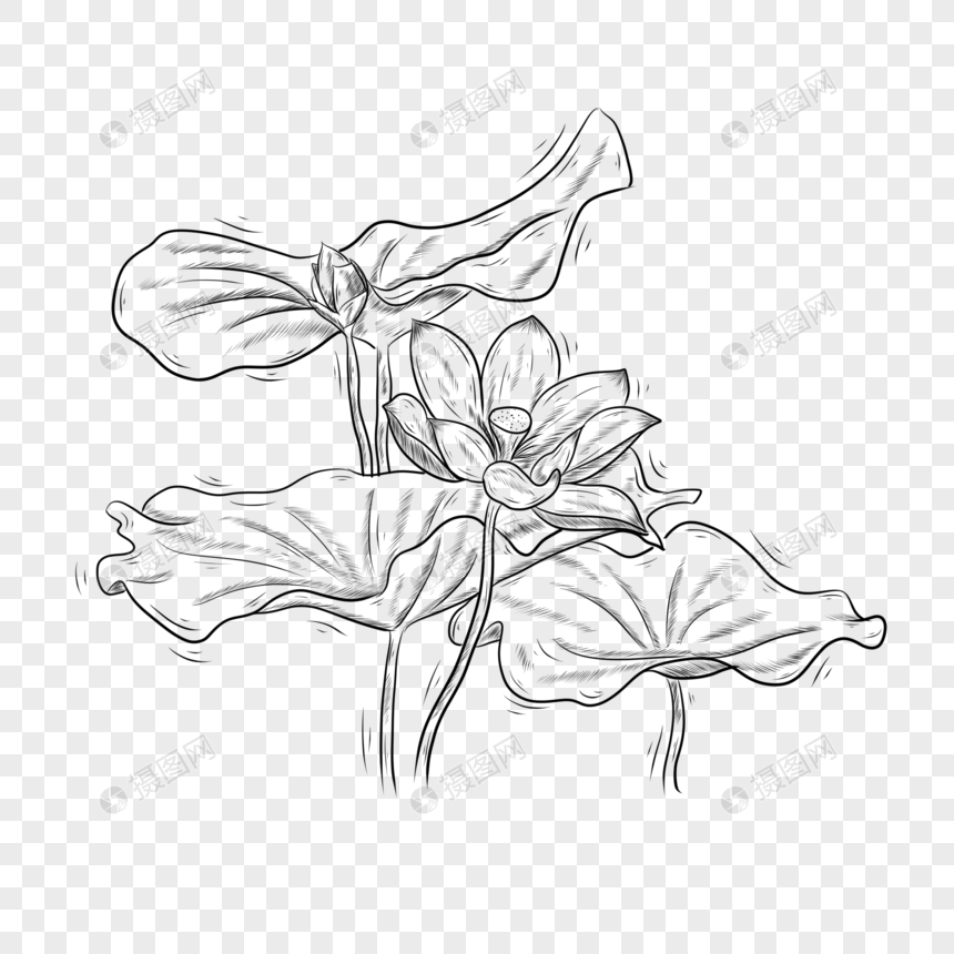 黑白线条植物花卉荷花图片