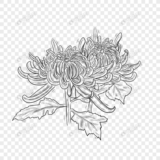 黑白线条植物花卉菊花图片