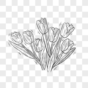 黑白线条植物花卉郁金香图片