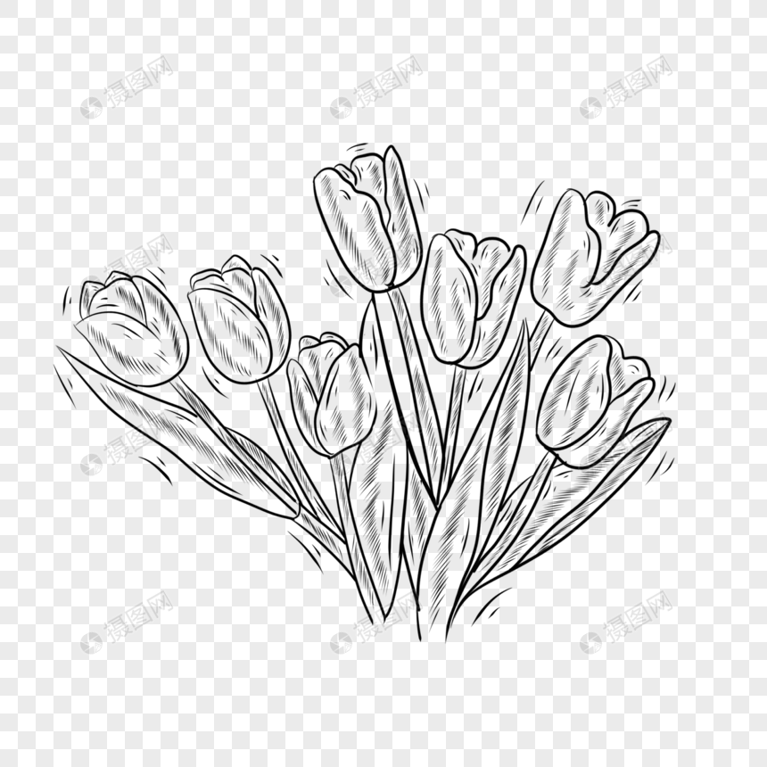 黑白线条植物花卉郁金香图片