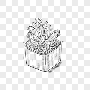 植物简笔画黑白黑白线条植物多肉植物素材