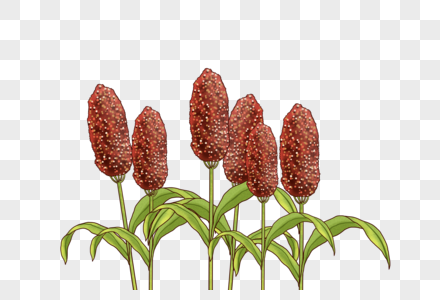 高清图片高粱高清图片手绘水彩高粱高清图片成熟的高粱高清图片小麦