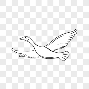 飞行的大雁图片